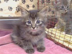 Shelter Stray Female Cat last seen GARDEN HWY/UNNAMED RD, SACRAMENTO CA 95833, 3839 Bradshaw Rd, Sacramento, CA 95827, USA