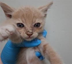 Shelter Stray Male Cat last seen Near BLOCK COLLISON ST, LAMONT CA 93241, 3951 Fruitvale Ave, Bakersfield, CA 93308, USA