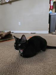 Lost Female Cat last seen Near Crossroads Blvd, Bossier City, LA 71111