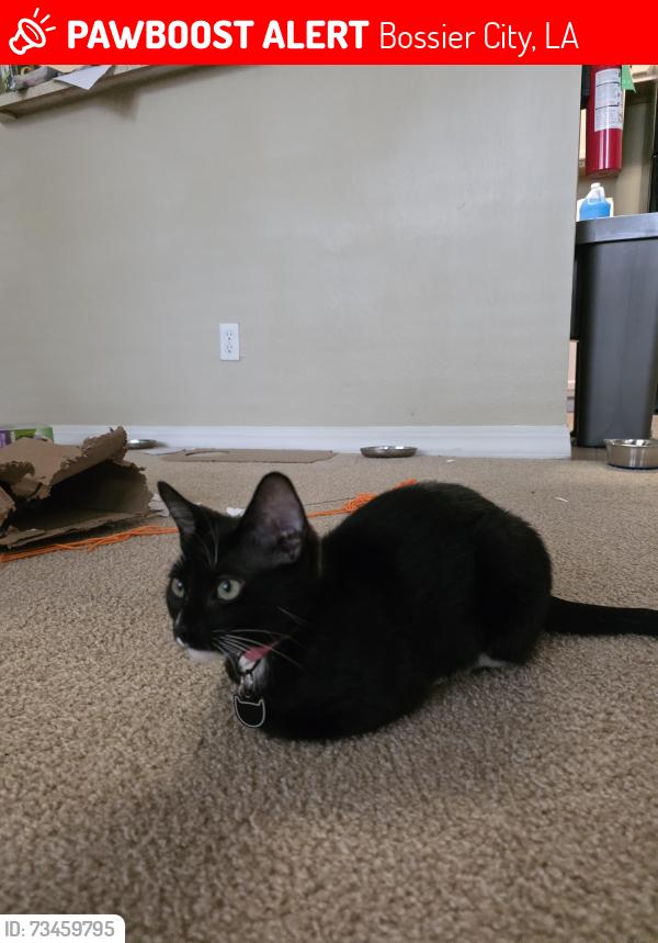 Lost Female Cat last seen Near Crossroads Blvd, Bossier City, LA 71111