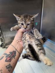 Shelter Stray Female Cat last seen ABANDONED AT SHELTER, 201 S Mt Vernon Ave, Bakersfield, CA 93307, USA