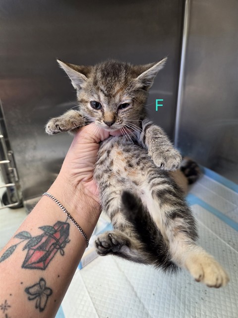 Shelter Stray Female Cat last seen ABANDONED AT SHELTER, 201 S Mt Vernon Ave, Bakersfield, CA 93307, USA
