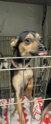 Lost Female Dog last seen Oak and Pershing, Stockton, CA 95203