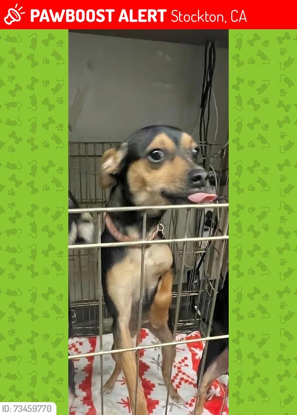 Lost Female Dog last seen Oak and Pershing, Stockton, CA 95203