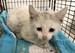 Shelter Stray Male Cat last seen HESPERIAN BLVD., 16 Barnes Ct, Hayward, CA 94544, USA