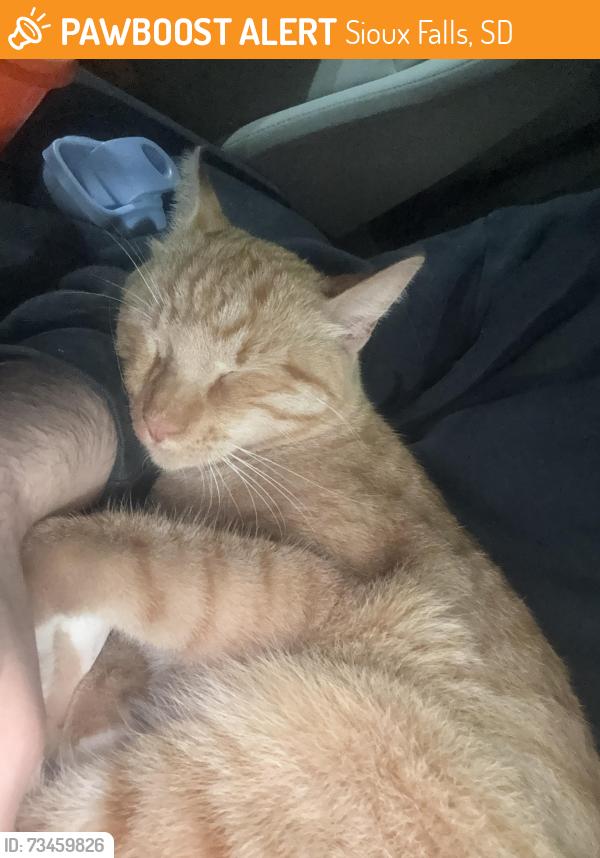 Found/Stray Unknown Cat last seen gym, Sioux Falls, SD 57110