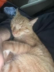 Found/Stray Unknown Cat last seen gym, Sioux Falls, SD 57110