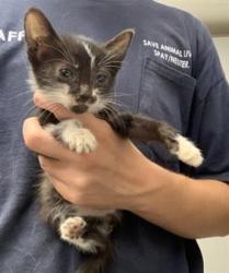 Shelter Stray Female Cat last seen Near BLOCK W CENTER AVE EARLIMART, Visalia, CA 93292, USA