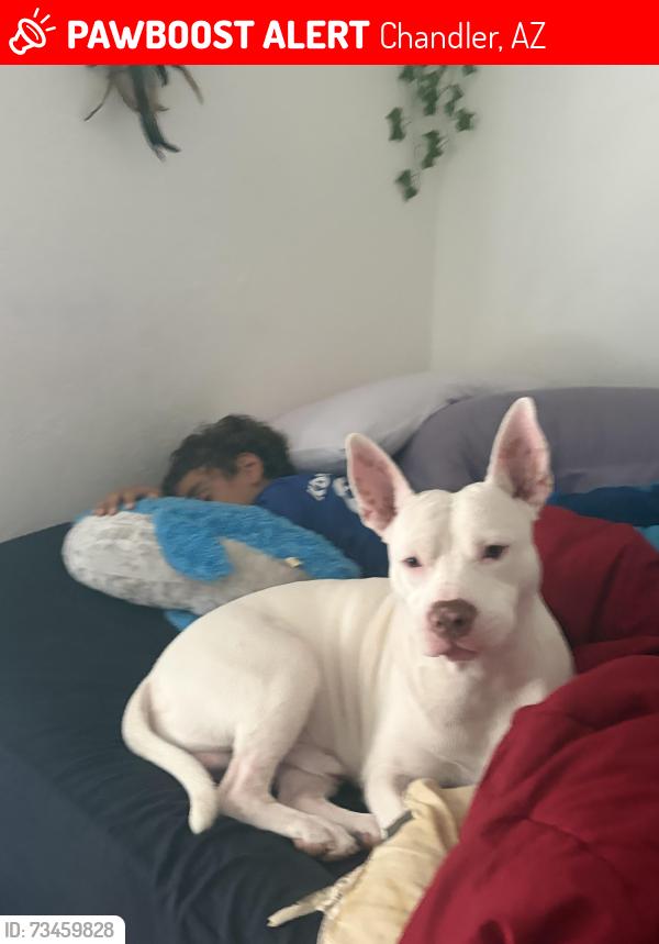 Lost Male Dog last seen Chandler, Chandler, AZ 85225