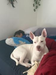 Lost Male Dog last seen Chandler, Chandler, AZ 85225