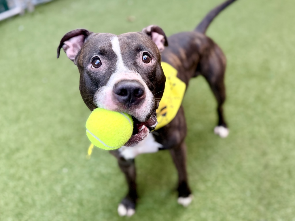 Shelter Stray Male Dog last seen Near Laconia Avenue, BRONX, NY, 10466, 326 E 110th St, New York, NY 10029, USA
