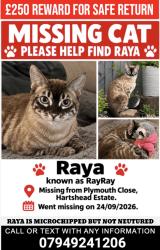 Lost Male Cat last seen Ashton under lyne, Greater Manchester, England OL6 8UQ