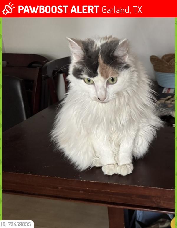 Lost Female Cat last seen Kingsbridge, Garland, TX 75040
