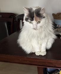 Lost Female Cat last seen Kingsbridge, Garland, TX 75040