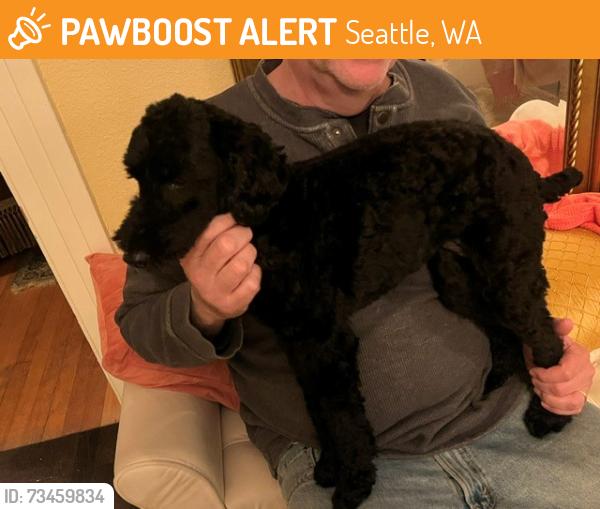 Found/Stray Female Dog last seen running down 32nd ave s between college and bayview, Seattle, WA 98144