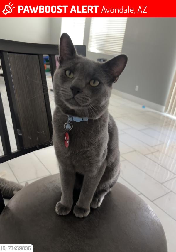 Lost Male Cat last seen Raymond st, Tolleson az, Avondale, AZ 85353