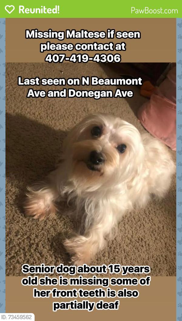 Reunited Female Dog last seen N Beaumont ave and donegan ave, Kissimmee, FL 34741