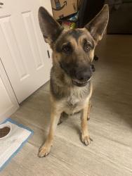 Found/Stray Male Dog last seen Capitol and Story, San Jose, CA 95127