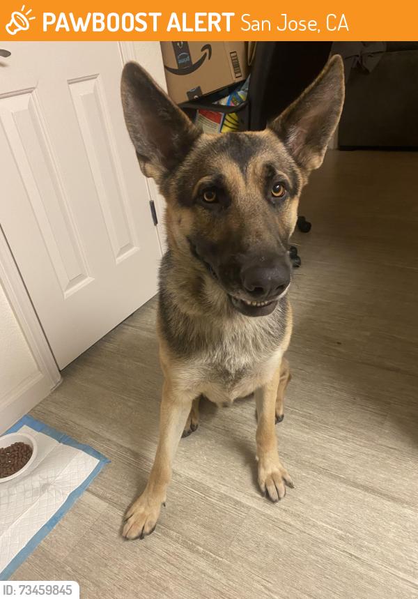 Found/Stray Male Dog last seen Capitol and Story, San Jose, CA 95127
