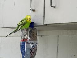 Found/Stray Female Bird last seen Maxwell Rd. & 206th St, Hobart, WA 98038