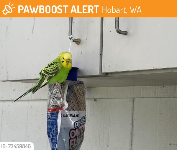 Found/Stray Female Bird last seen Maxwell Rd. & 206th St, Hobart, WA 98038