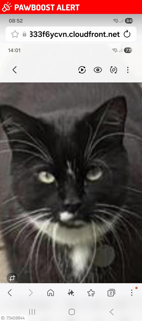 Lost Male Cat last seen Venerable Bede school, Ryhope Colliery, England SR2 0BG