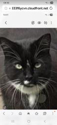Lost Male Cat last seen Venerable Bede school, Ryhope Colliery, England SR2 0BG
