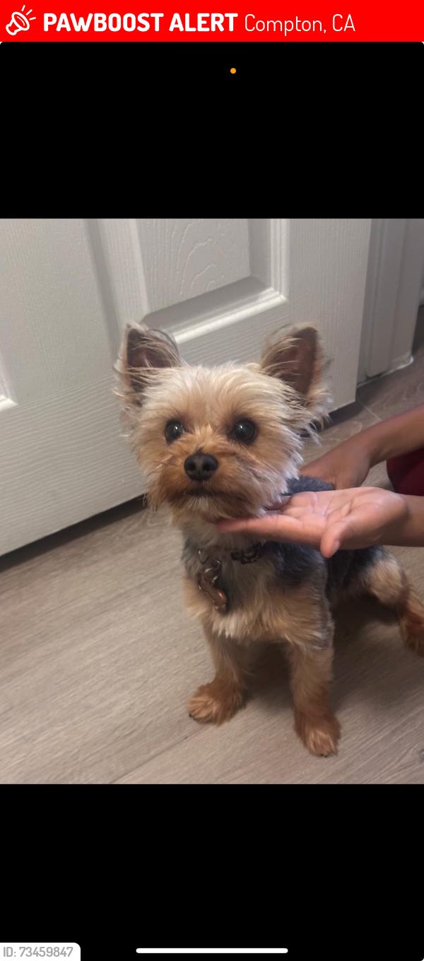Lost Male Dog last seen alondra blvd compton ca, Compton, CA 90220