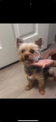 Lost Male Dog last seen alondra blvd compton ca, Compton, CA 90220