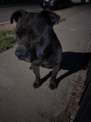 Found/Stray Male Dog last seen Holly Dr / Beech Ave, Fontana, CA 92335