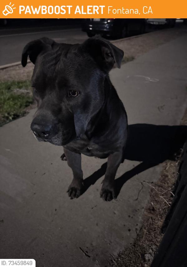 Found/Stray Male Dog last seen Holly Dr / Beech Ave, Fontana, CA 92335