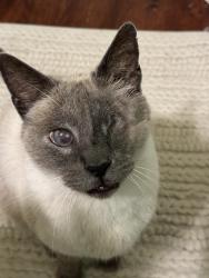 Lost Male Cat last seen Close to Longmeade, Glenside, and Challaburton, Farmers Branch, TX 75234