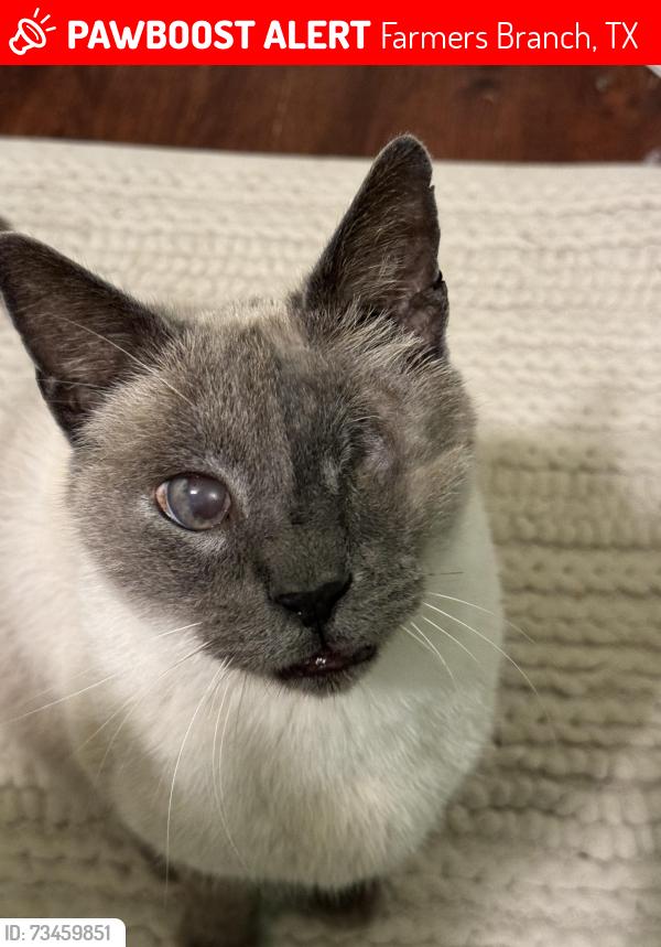Lost Male Cat last seen Close to Longmeade, Glenside, and Challaburton, Farmers Branch, TX 75234