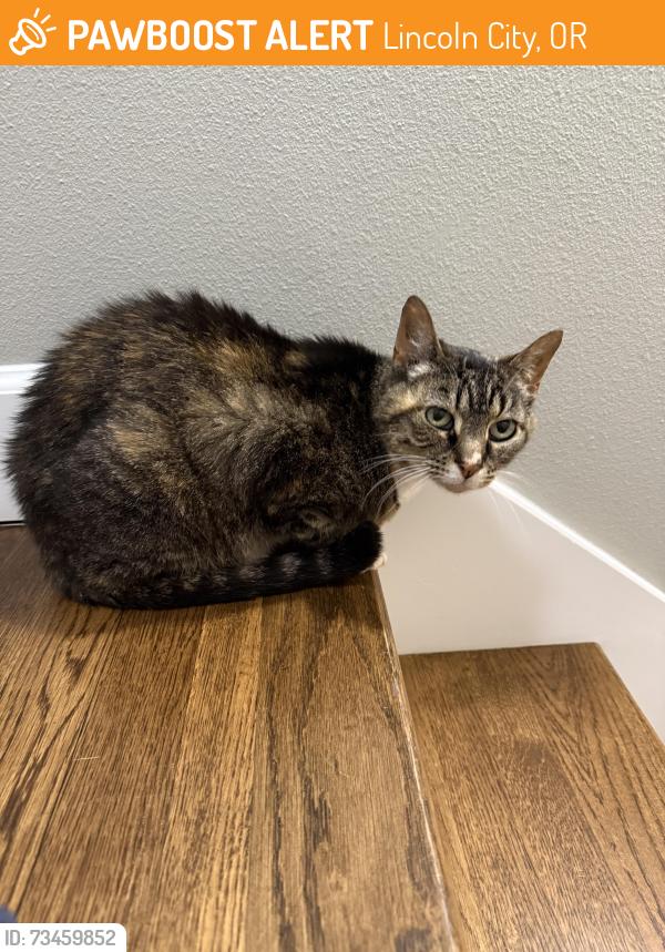 Found/Stray Unknown Cat last seen Highway 101, Lincoln City, OR 97367