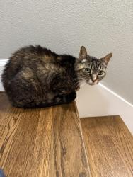 Found/Stray Unknown Cat last seen Highway 101, Lincoln City, OR 97367