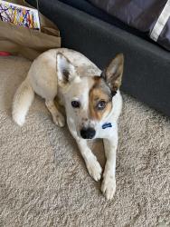 Lost Male Dog last seen 87Ave and pinnacle Peak, Peoria, AZ 85383