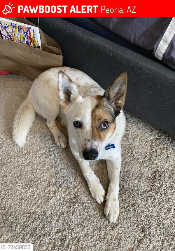 Lost Male Dog last seen 87Ave and pinnacle Peak, Peoria, AZ 85383