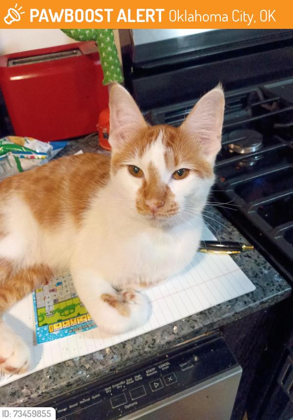 Found/Stray Male Cat last seen villa and NW 10th, Oklahoma City, OK 73107