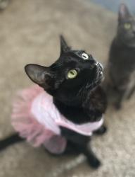 Lost Male Cat last seen Tower 9 Rental Buildings on the corner (unit c), Oceanside, CA 92054