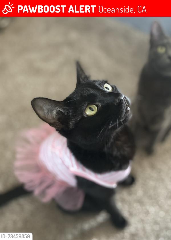 Lost Male Cat last seen Tower 9 Rental Buildings on the corner (unit c), Oceanside, CA 92054
