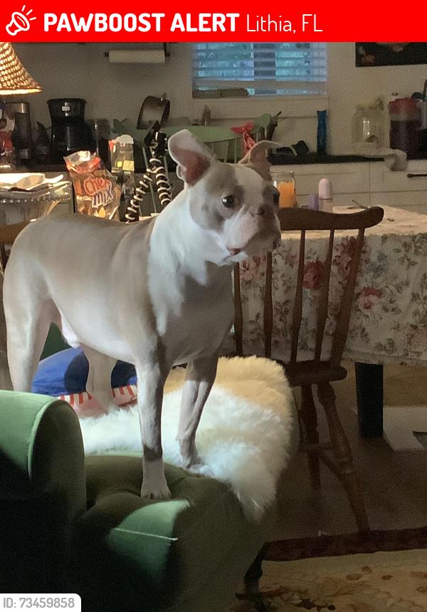 Lost Male Dog last seen Neal Road and Browning Road, Lithia, FL 33547