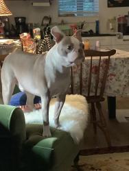 Lost Male Dog last seen Neal Road and Browning Road, Lithia, FL 33547