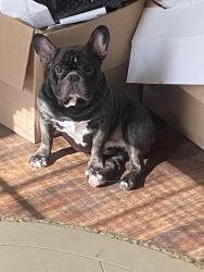 Reunited Male Dog last seen Blair way casada way Salem drive Charleston, Las Vegas, NV 89146