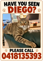 Lost Male Cat last seen Moray st and Moreton st, New Farm, QLD 4005