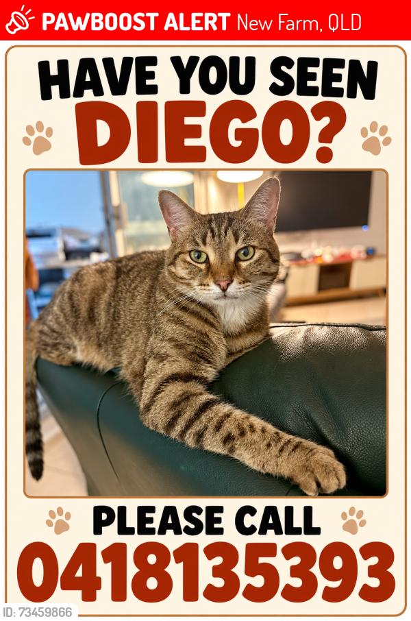 Lost Male Cat last seen Moray st and Moreton st, New Farm, QLD 4005