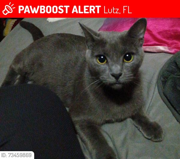 Lost Female Cat last seen Livengood Rd and Holp trail, Lutz, FL 33559