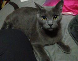 Lost Female Cat last seen Livengood Rd and Holp trail, Lutz, FL 33559