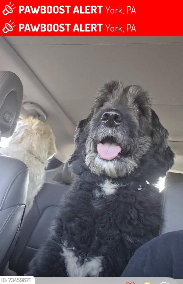 Lost Male Dog last seen Near wayne ave york, York, PA 17403
