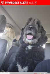 Lost Male Dog last seen Near wayne ave york, York, PA 17403