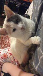 Reunited Female Cat last seen Angie’s, Barberton, OH 44203